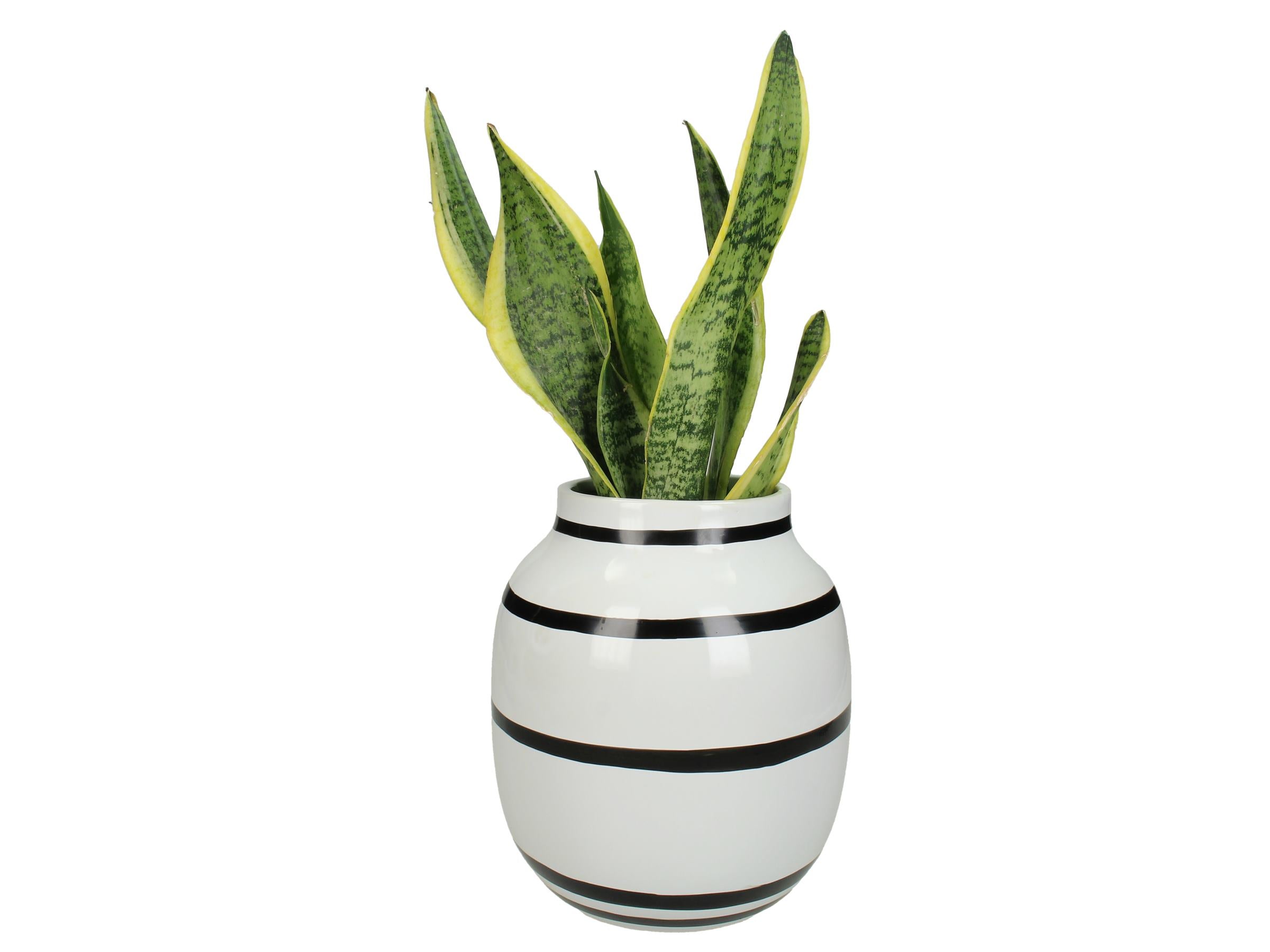 Kersten Vase Stripes Fine Earthenware White, Size: 19.5x19.5x30.5 Cm | Home Décor | Spring Festival | Vase Kersten Vase Stripes Fine Earthenware White, Size: 19.5x19.5x30.5 Cm | Home Décor | Spring Festival | Vase